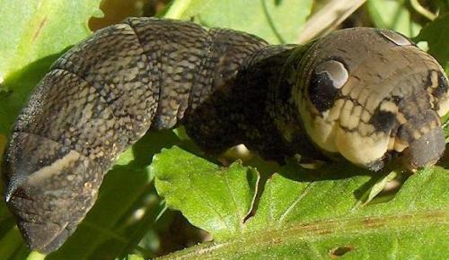Deilephila elpenor