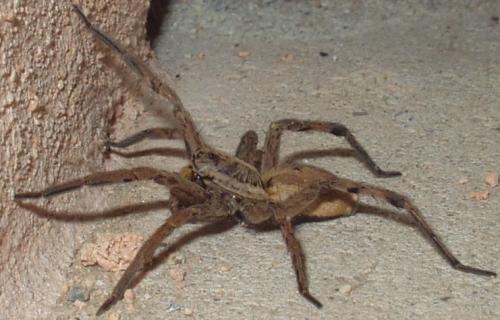 Hogna radiata