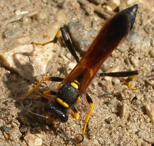 Réf. 4 941 : Sceliphron caementarium