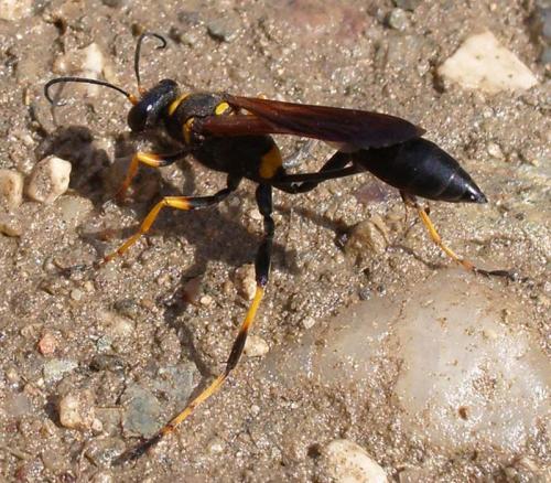 Réf. 4 942 : Sceliphron caementarium