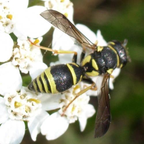 Réf. 4 184 : Allodynerus delphinalis