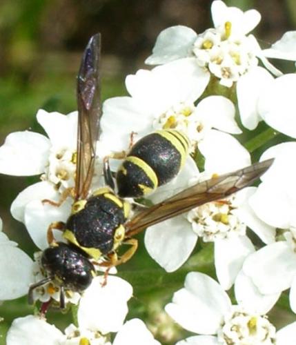 Allodynerus delphinalis