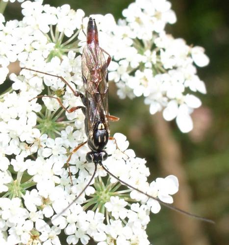 Réf. 4 186 : Lissonota cruentator
