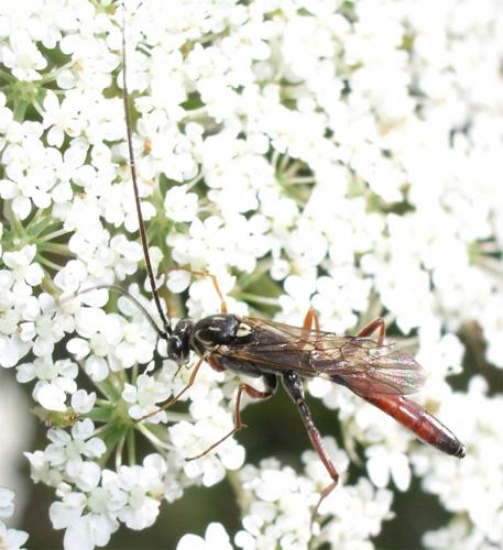 Réf. 4 187 : Lissonota cruentator