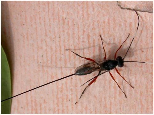 Cryptinae