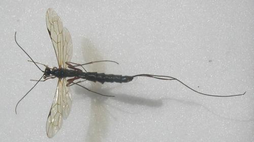 Dolichomitus sp.