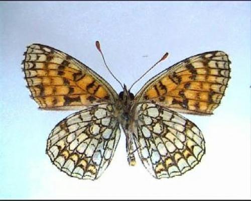 Melitaea sp.