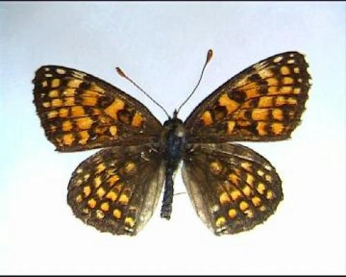 Réf. 4 024 : Melitaea sp.