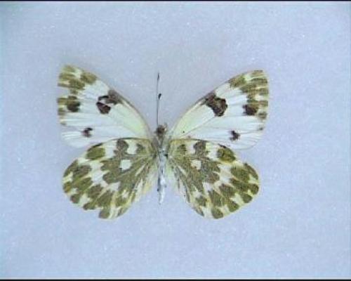 Réf. 4 027 : Pontia daplidice