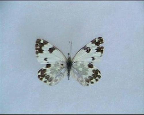 Réf. 4 026 : Pontia daplidice