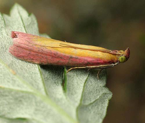 Oncocera semirubella