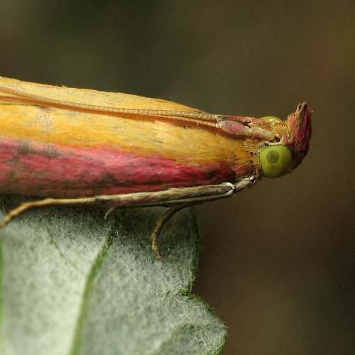 Oncocera semirubella