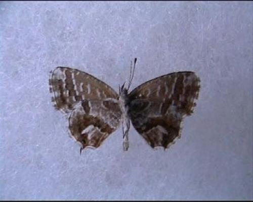 Réf. 4 595 : Cacyreus marshalli