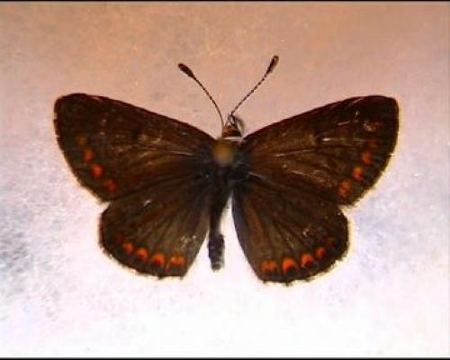 Réf. 4 487 : Aricia sp.