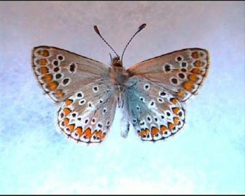 Réf. 4 488 : Aricia sp.