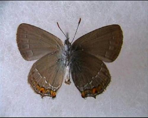 Satyrium ilicis
