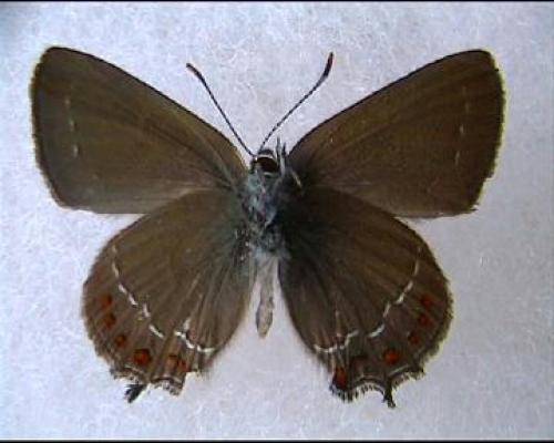 Satyrium esculi