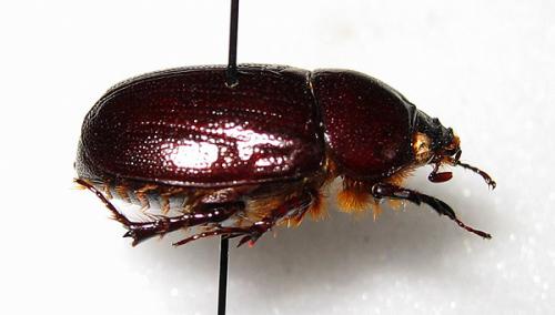 Réf. 4 506 : Ligyrus subtropicus