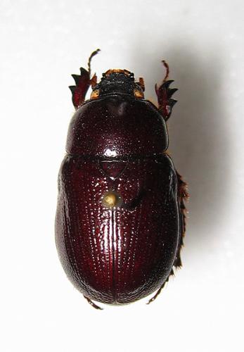 Réf. 4 505 : Ligyrus subtropicus