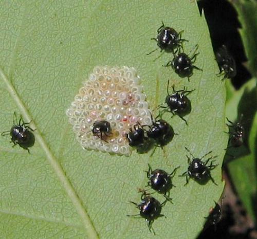 Nezara viridula