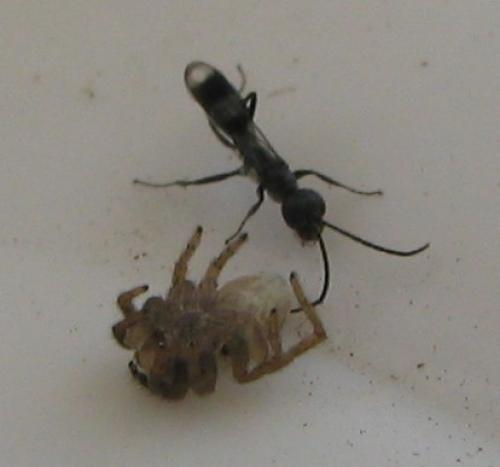 Dipogon sp.