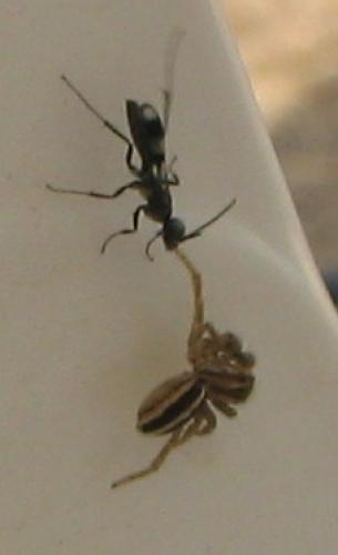 Dipogon sp.