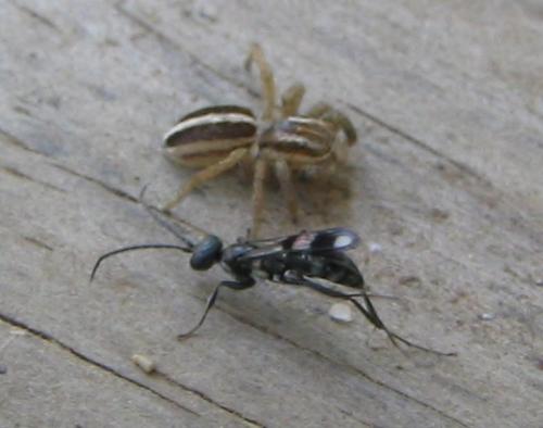 Dipogon sp.