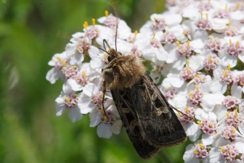 Réf. 4 950 : Chersotis alpestris