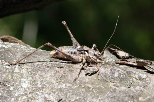 Antaxius pedestris pedestris