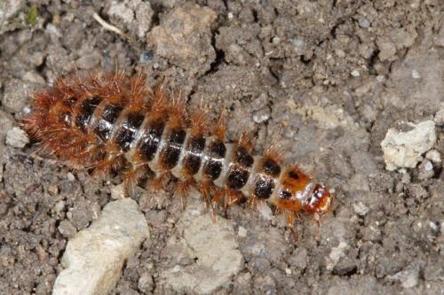 Réf. 4 896 : Drilus flavescens