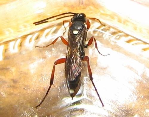 Réf. 4 678 : Ichneumoninae inconnu