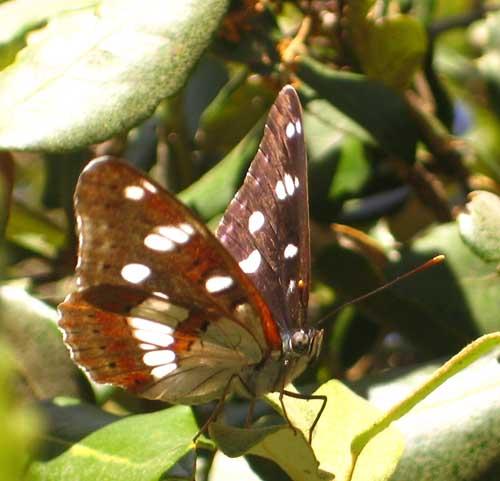 Limenitis reducta
