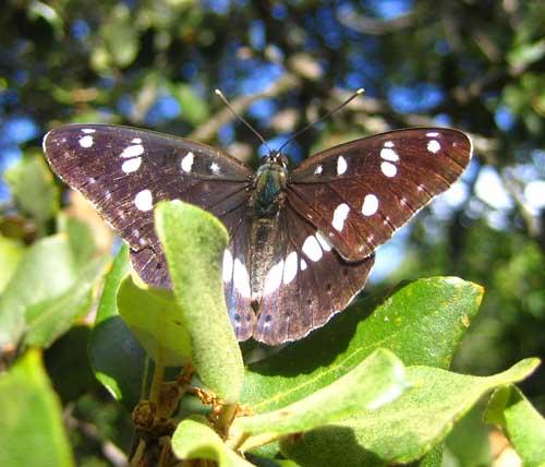 Limenitis reducta