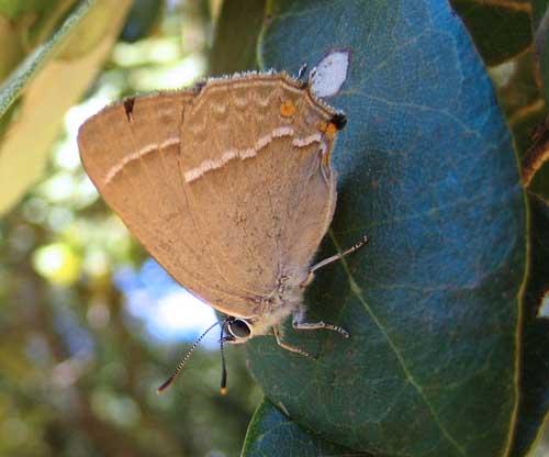 Réf. 4 815 : Favonius quercus