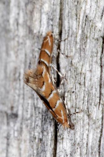 Réf. 4 944 : Cameraria ohridella