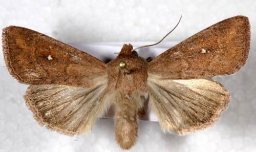 Réf. 4 984 : Mythimna albipuncta