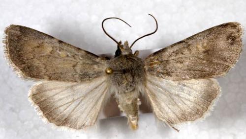 Euxoa decora