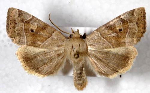 Réf. 4 987 : Cosmia trapezina