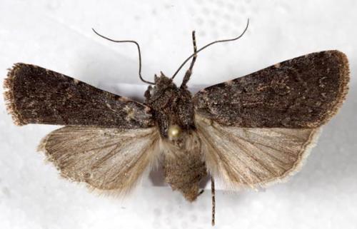Réf. 4 986 : Euxoa nigricans
