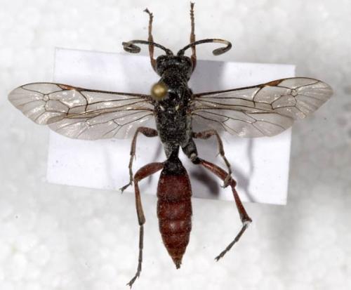 Réf. 4 982 : Coelichneumon sp.