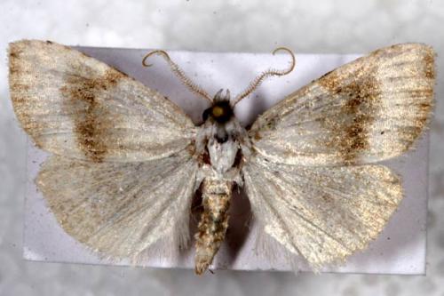 Réf. 4 988 : Meganola albula