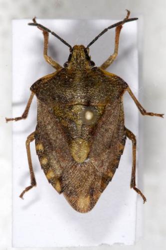 Carpocoris purpureipennis