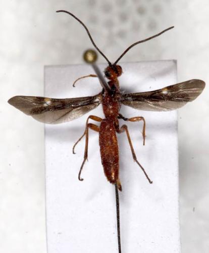Réf. 4 980 : Glyptomorpha sp.
