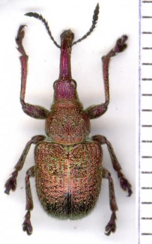 Rhynchites giganteus