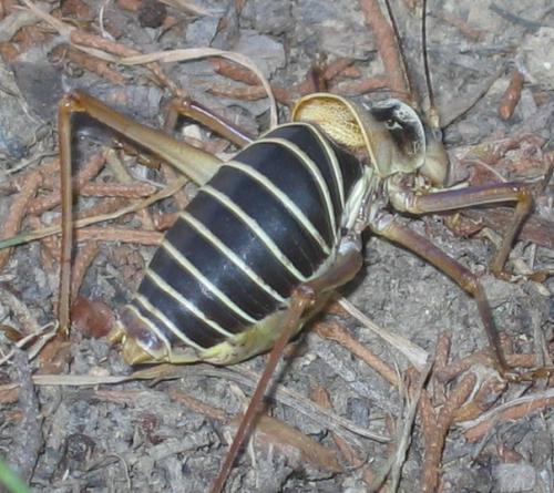 Bradyporinae