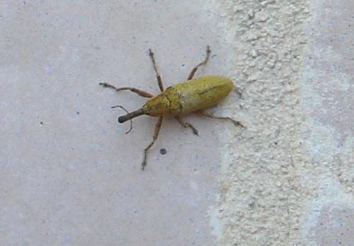 Lixus sp.