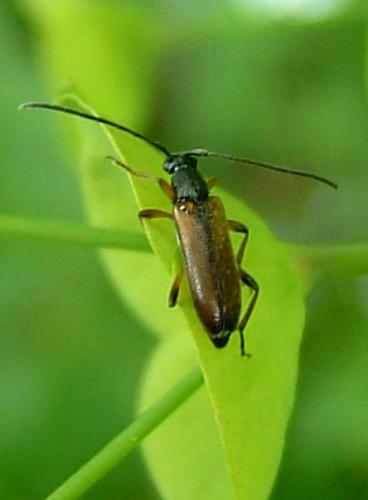 Réf. 4 959 : Alosterna tabacicolor