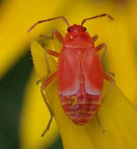 Réf. 4 877 : Pyrrhocoris apterus