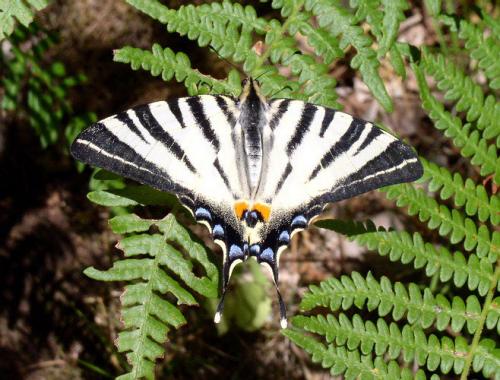 Réf. 4 289 : Iphiclides podalirius