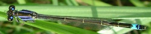Ischnura elegans